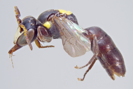 [Amphylaeus obscuriceps male (lateral/side view) thumbnail]
